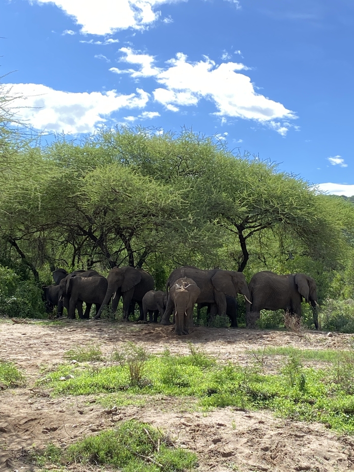 Un groupe d'éléphants debout sous les arbres.