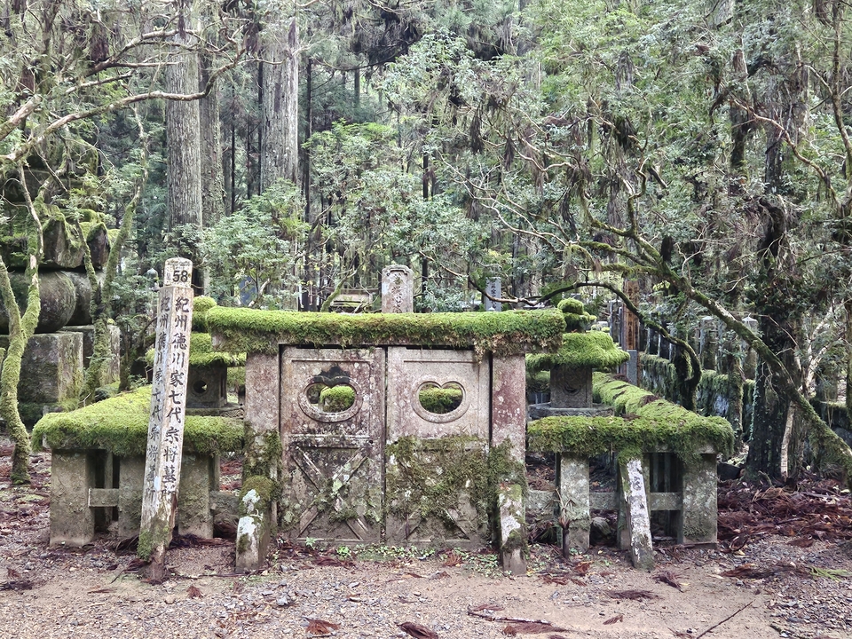 Structures en pierre couvertes de mousse dans une forêt dense.