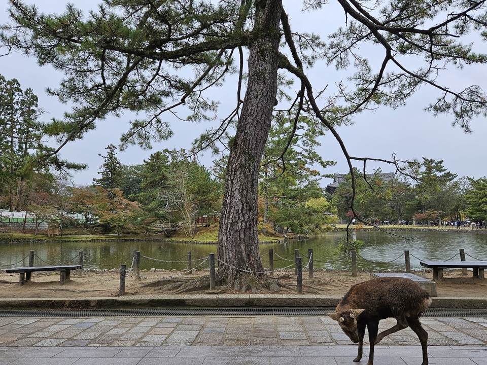 Cerf près d'un arbre au bord d'un étang avec des bancs autour.