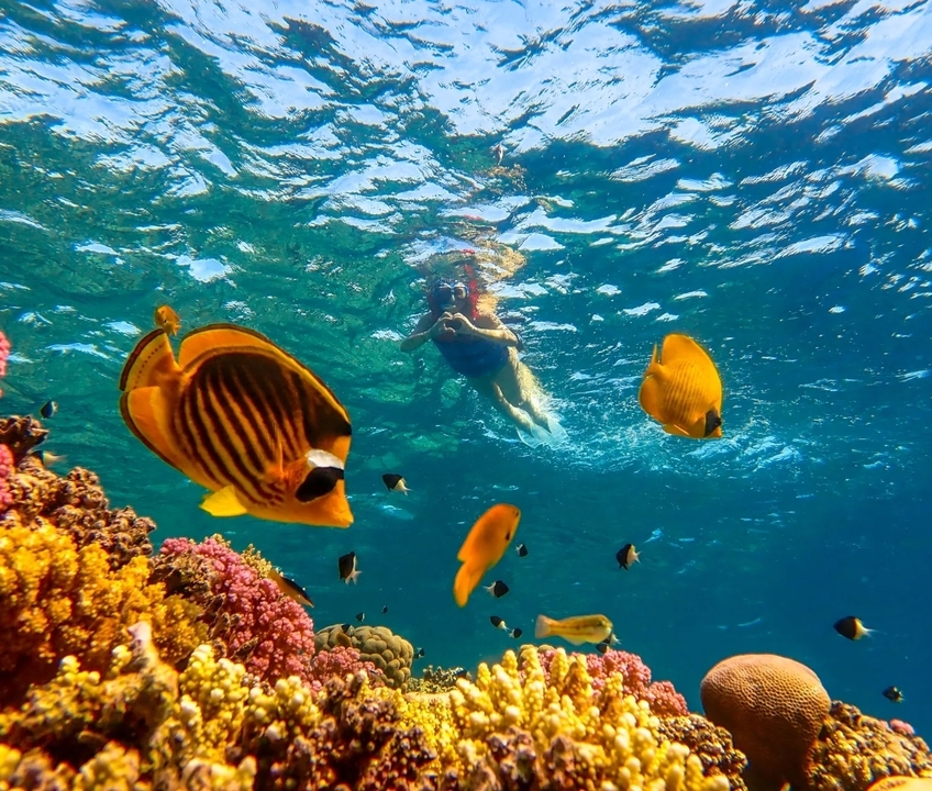 Vue sous-marine de poissons colorés et d'un plongeur avec tuba dans une eau bleue éclatante.