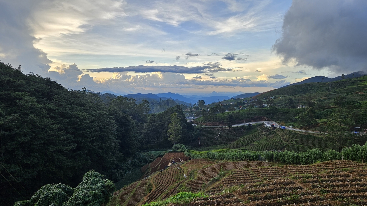Vue panoramique de plantations de thé avec des collines en arrière-plan.