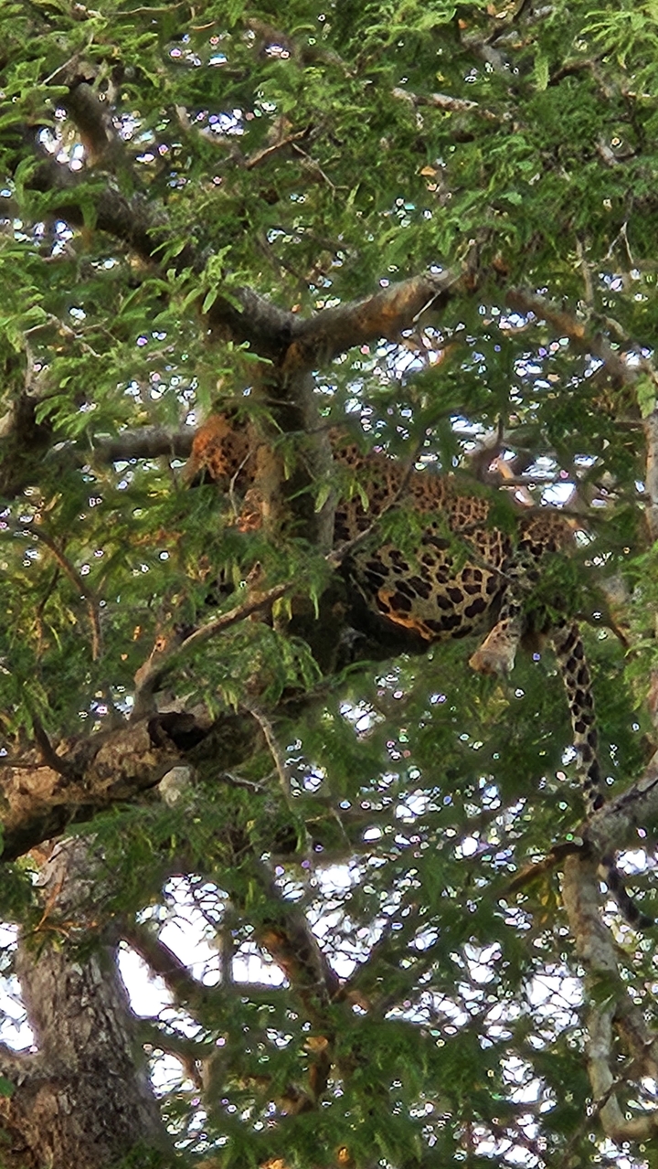 Léopard se reposant dans un arbre.