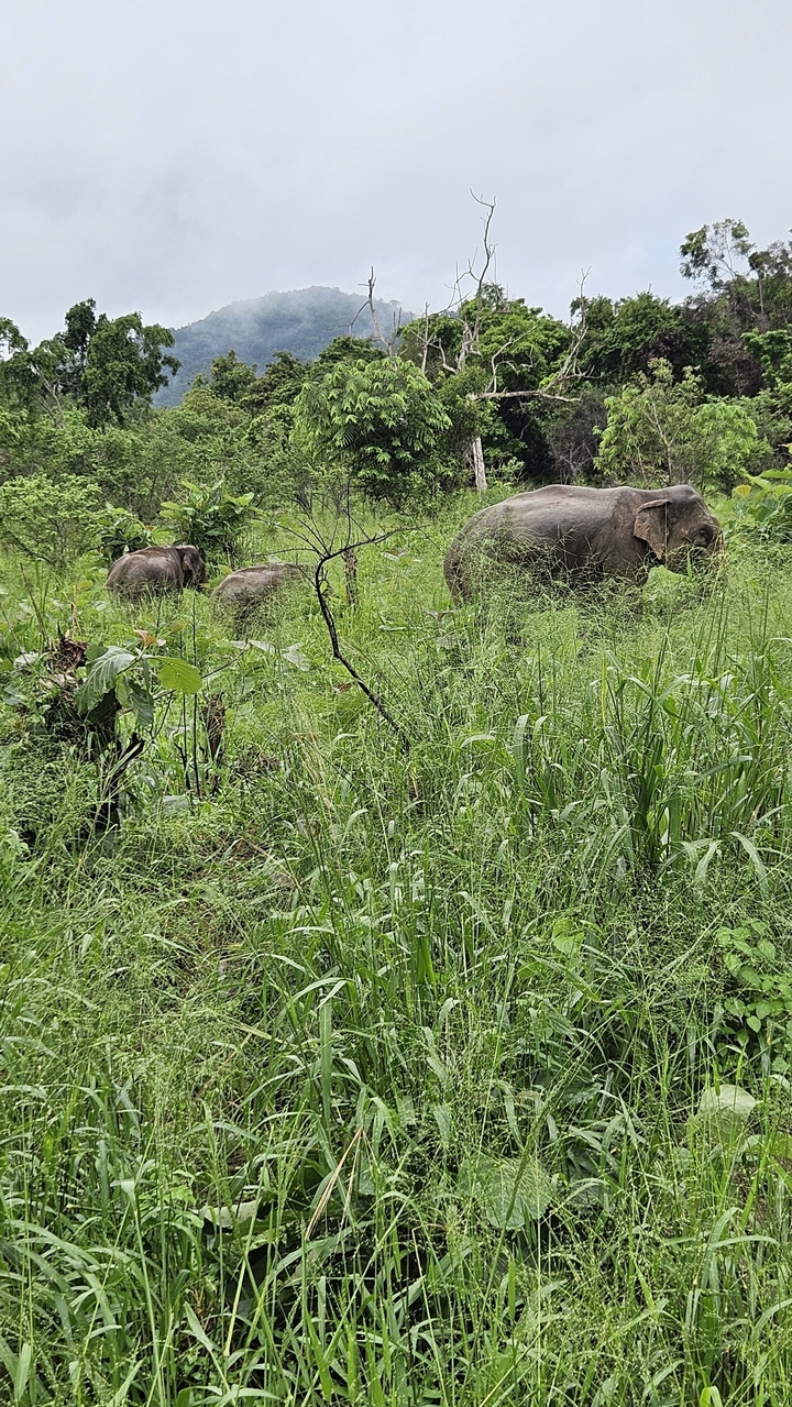 Un groupe d'éléphants marchant à travers l'herbe luxuriante.