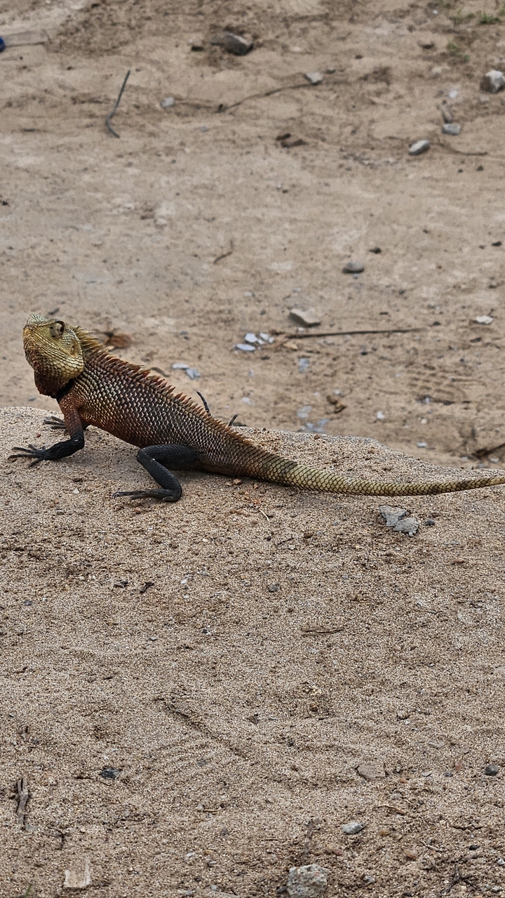 Gros plan d'un lézard sur un sol sablonneux.