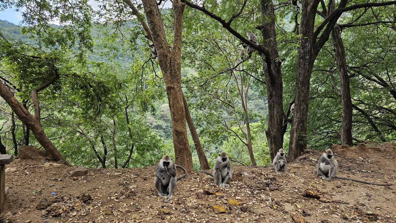 Des singes assis qui observent dans une zone boisée.