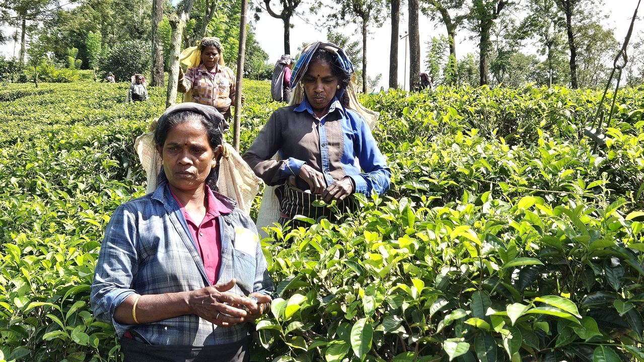 Femmes travaillant dans une plantation de thé, cueillant des feuilles.