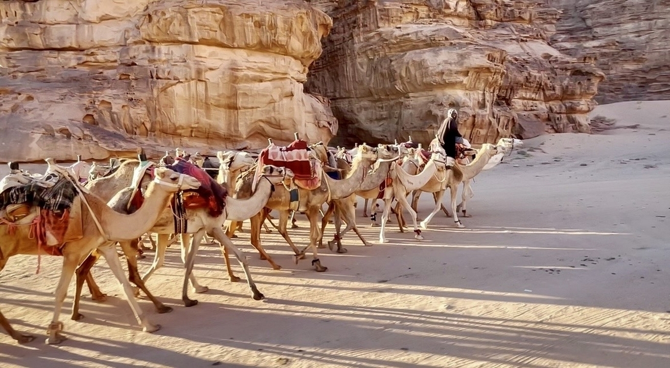 caravane de chameaux traversant le Wadi Rum au lever du soleil