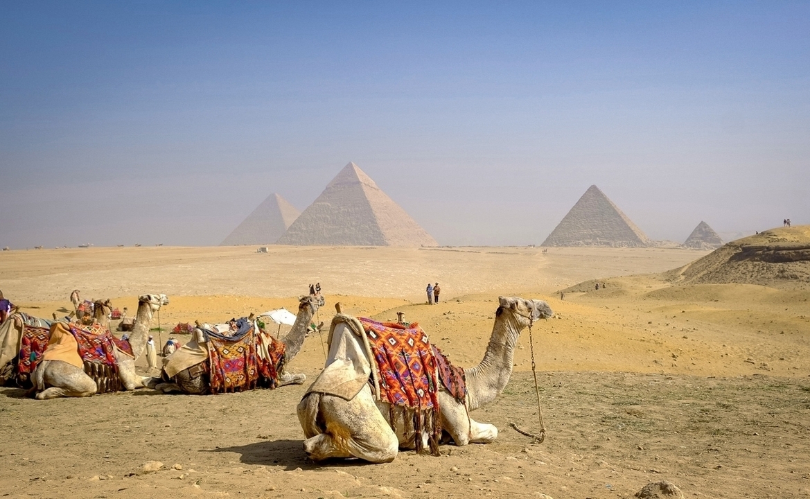 Chameaux se reposant près des Pyramides de Gizeh