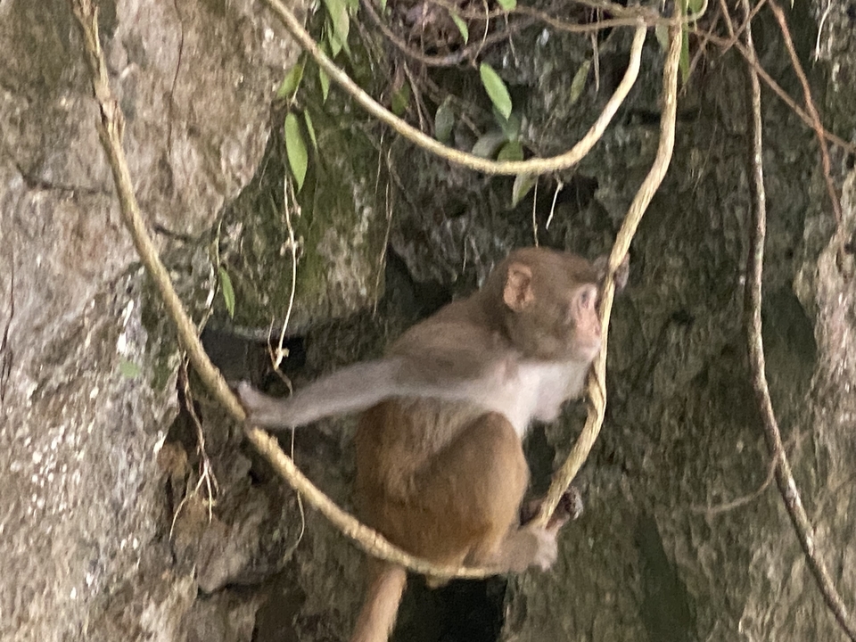 Image floue d'un singe sur un arbre.