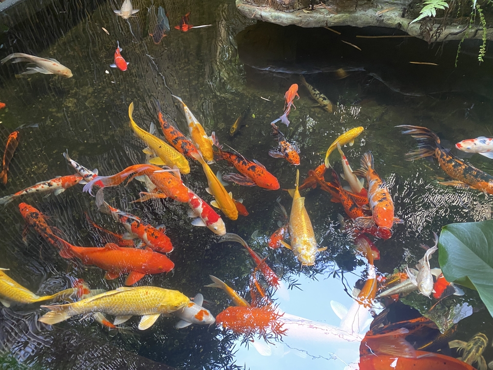 Des poissons koï colorés nageant dans un bassin.
