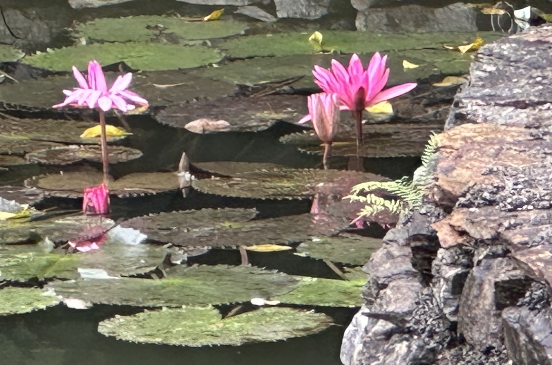 Des nénuphars roses dans un étang.