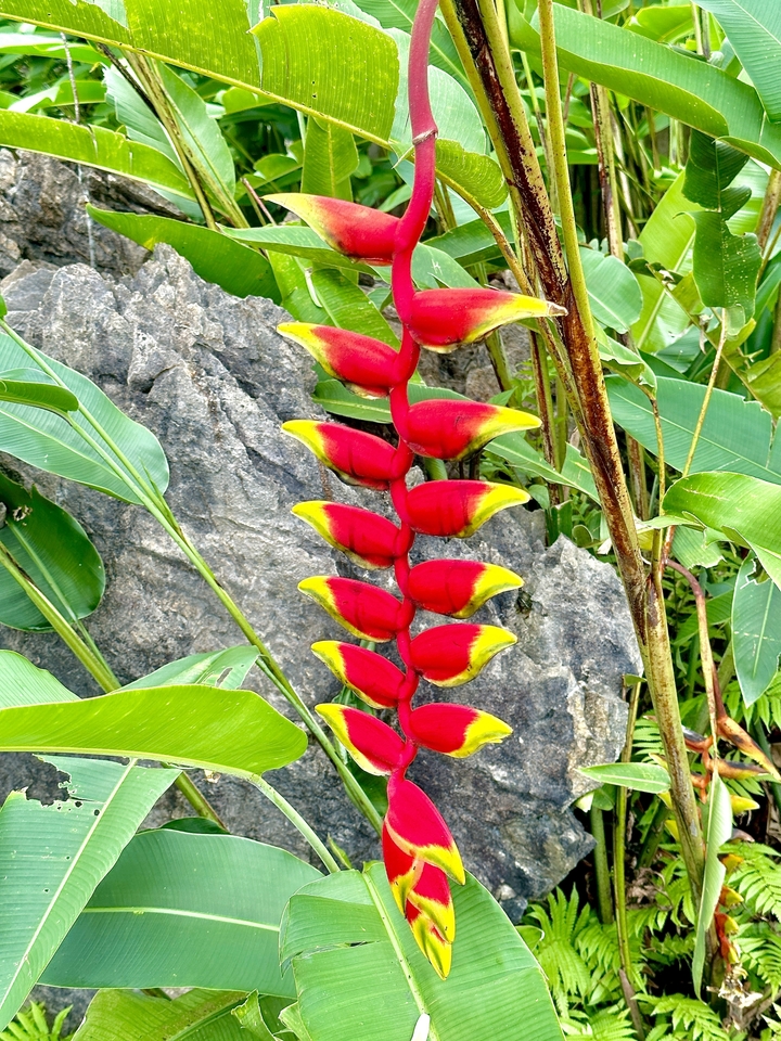 Fleur tropicale colorée dans un jardin.