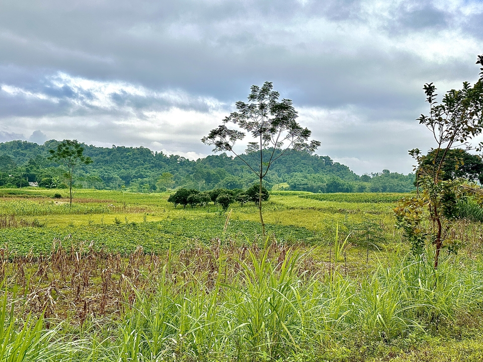 Champ ouvert avec un arbre solitaire et un arrière-plan montagneux.
