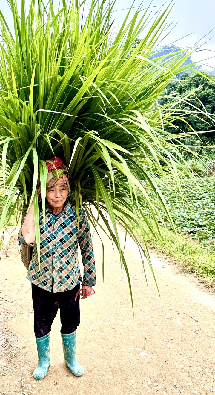 Femme âgée transportant de la végétation.