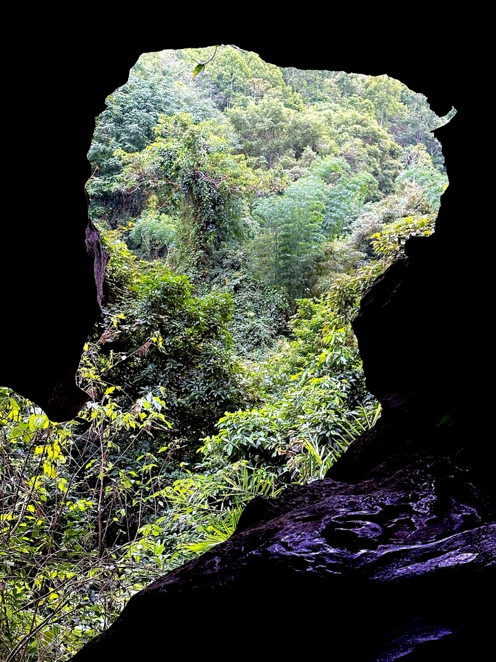 Végétation verte luxuriante vue à travers l'ouverture rocheuse d'une grotte.
