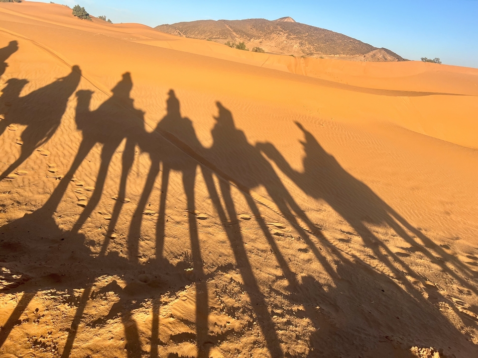 Ombres de chameaux sur les dunes de sable du désert.