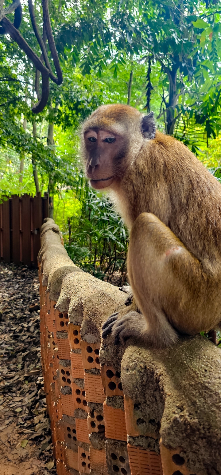 Gros plan d'un singe assis sur une rambarde en bois.