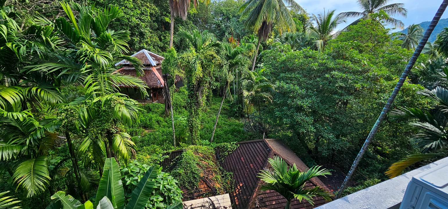 Vue luxuriante de la jungle avec des toits de bâtiments cachés.