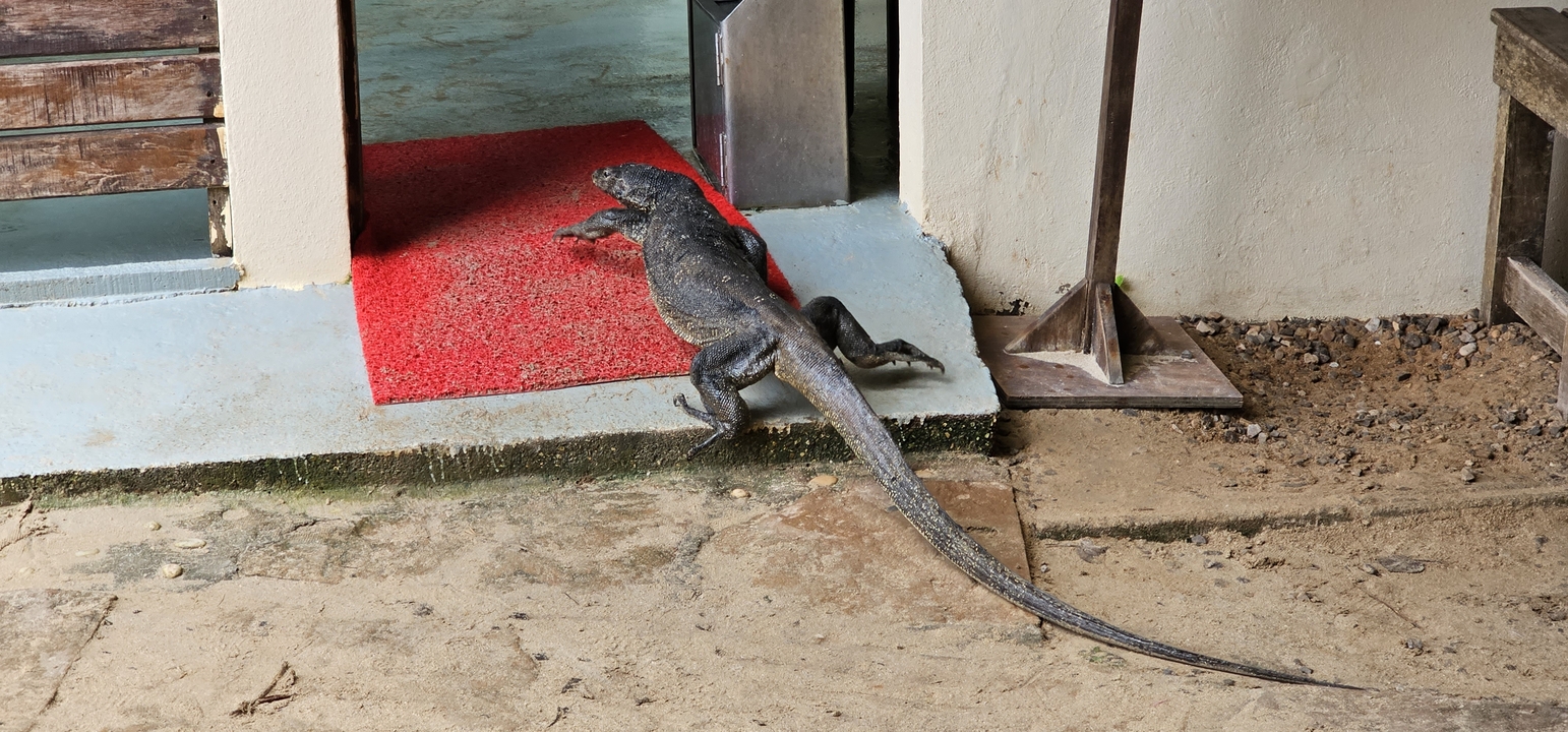 Lézard rampant vers une entrée.