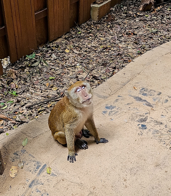 Singe assis sur un sentier.