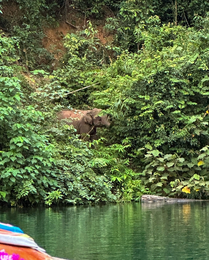 Éléphant caché parmi la forêt verte luxuriante.
