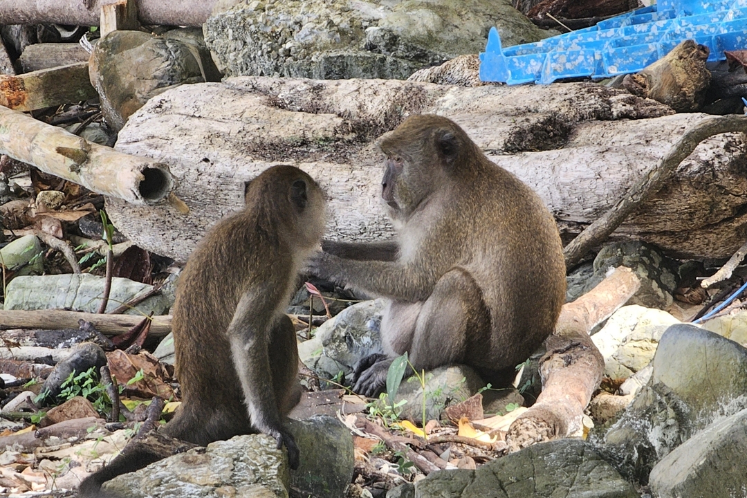 Deux singes interagissant sur une surface rocheuse.