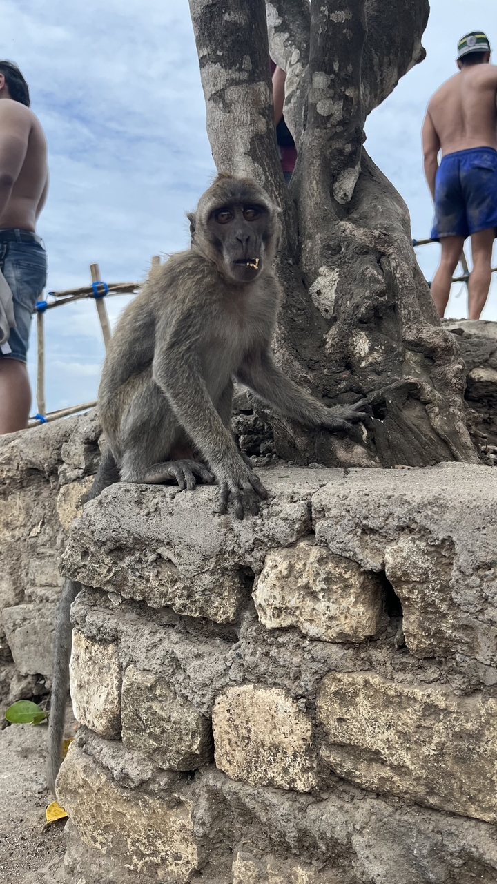 Singe assis sur un rebord.