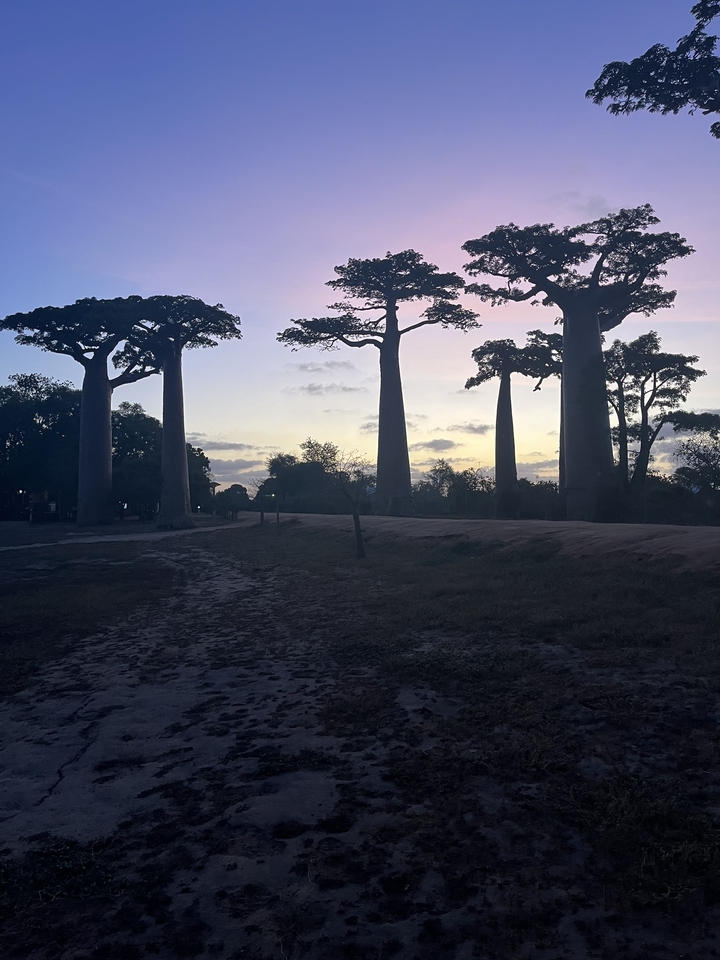 Silhouettes de grands baobabs au coucher du soleil.