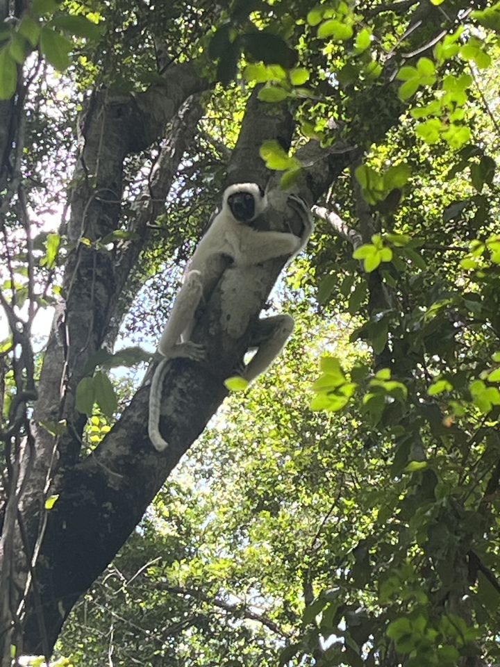 Un lémurien dans un arbre entouré de feuilles vertes.
