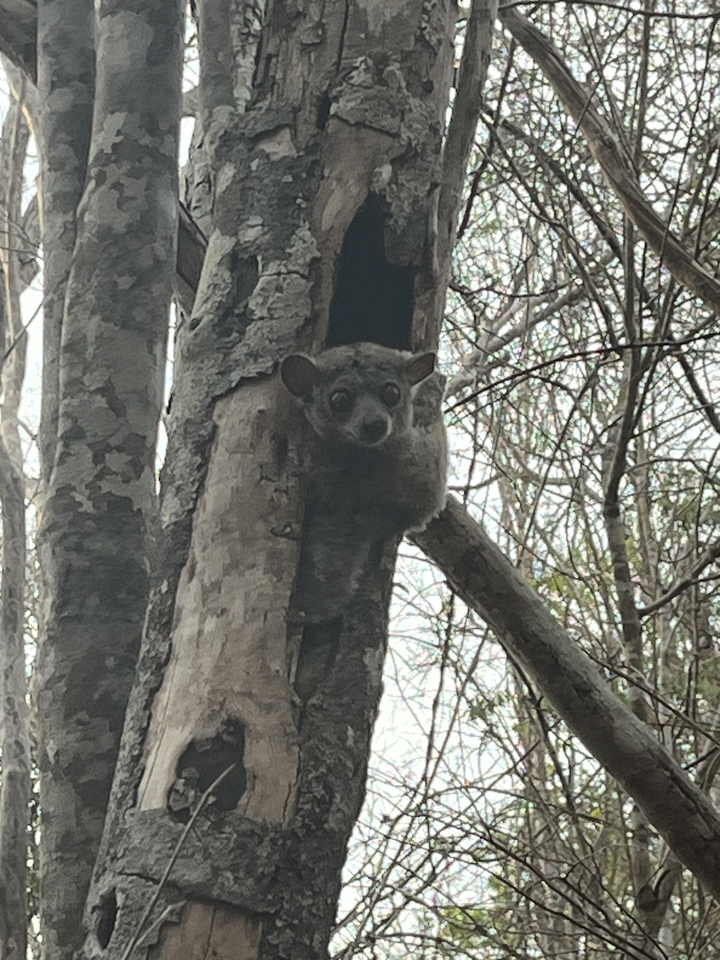 Un animal nocturne qui jette un coup d'œil depuis un tronc d'arbre.