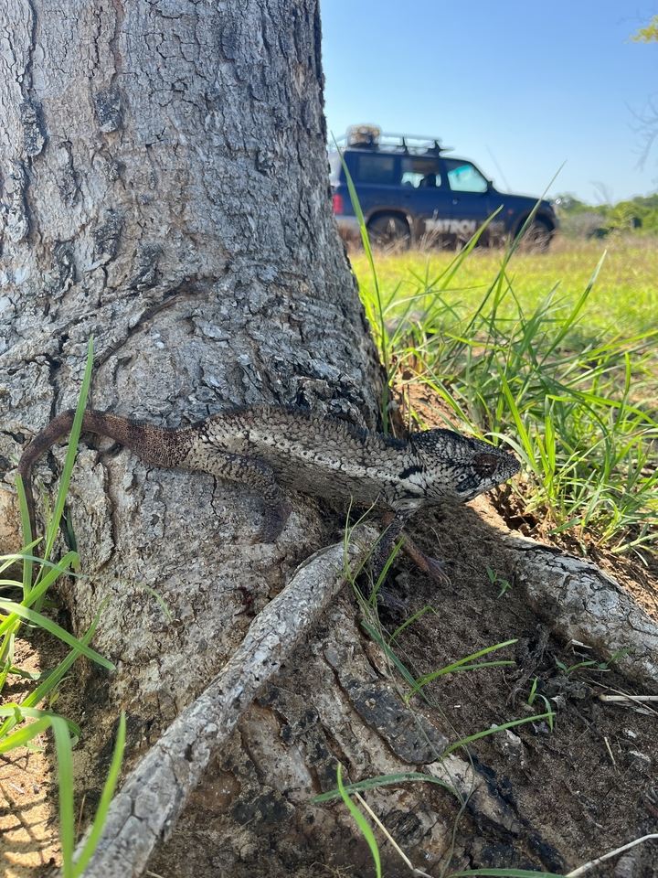 Un lézard se prélassant sur une racine d'arbre au soleil.