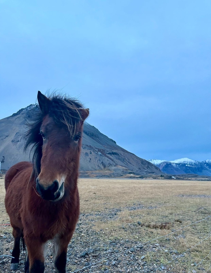 Cheval brun debout devant des montagnes.