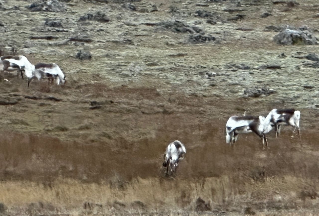 Rennes broutant dans les prairies.