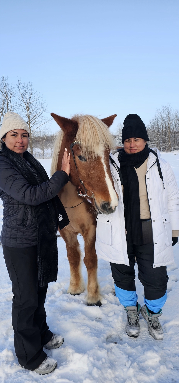 Deux personnes avec un cheval islandais brun dans la neige.