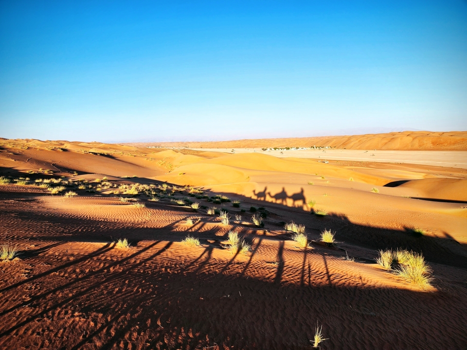 Desert landscape with shadows of camels on sand dunes.