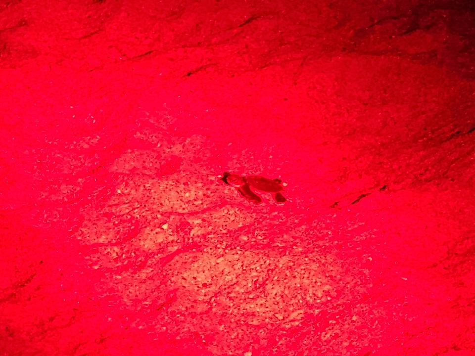 Red-tinted close-up of a small turtle moving on sand.