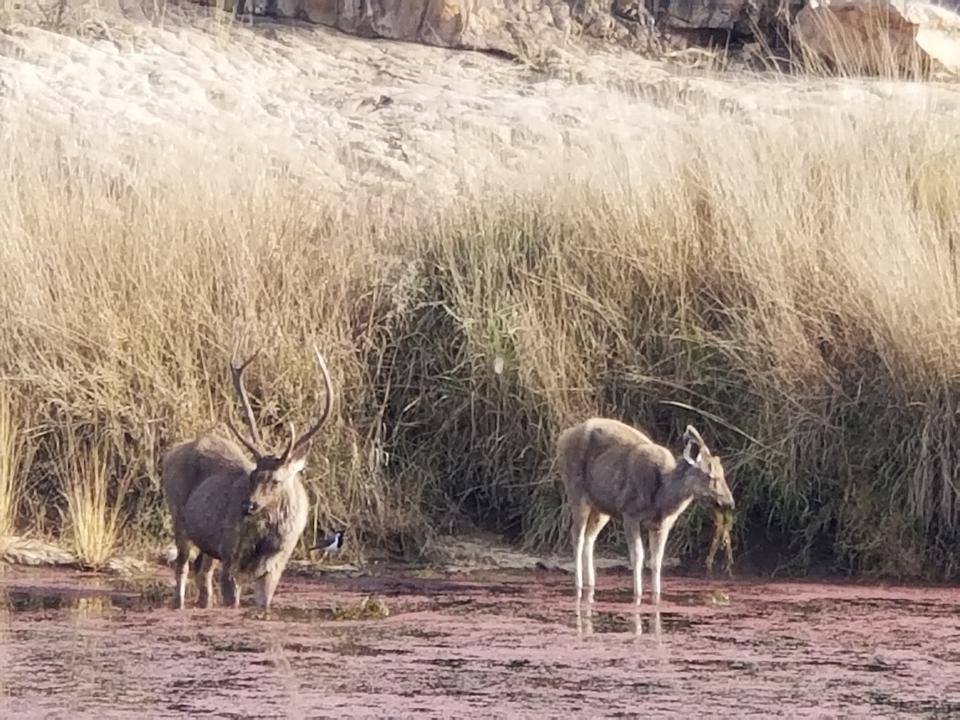 Deux cerfs debout près de l'eau parmi les hautes herbes.