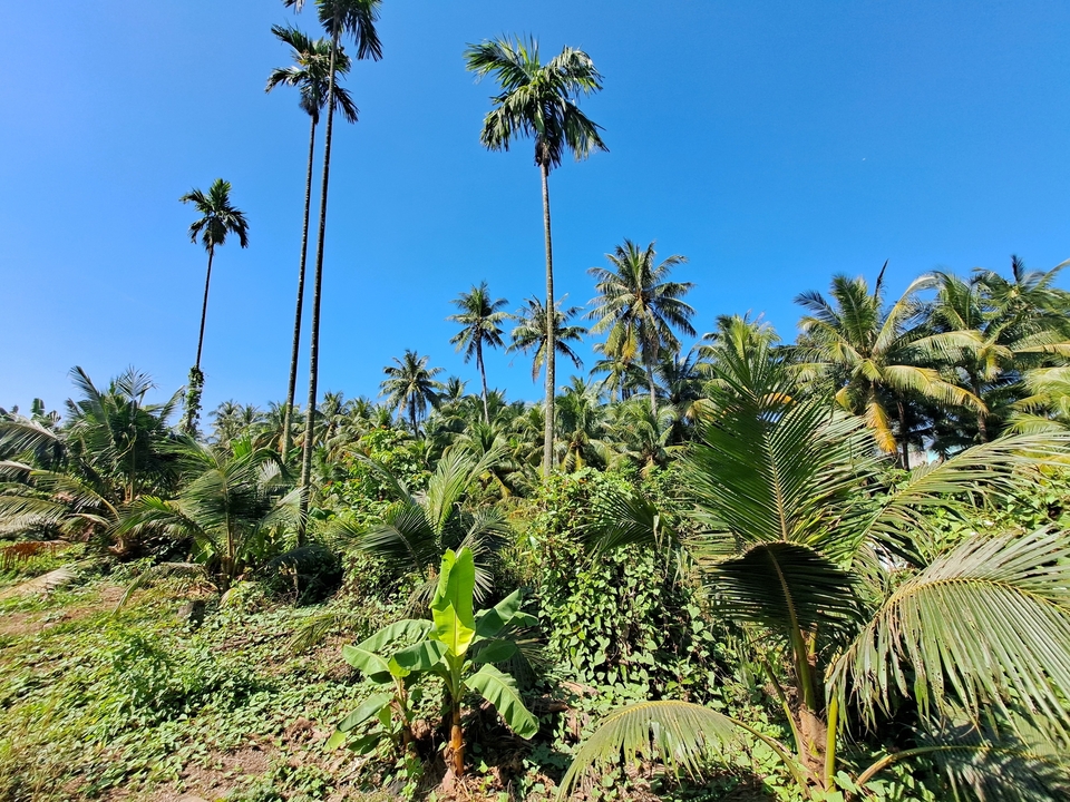 Un paysage tropical luxuriant rempli de grands palmiers.