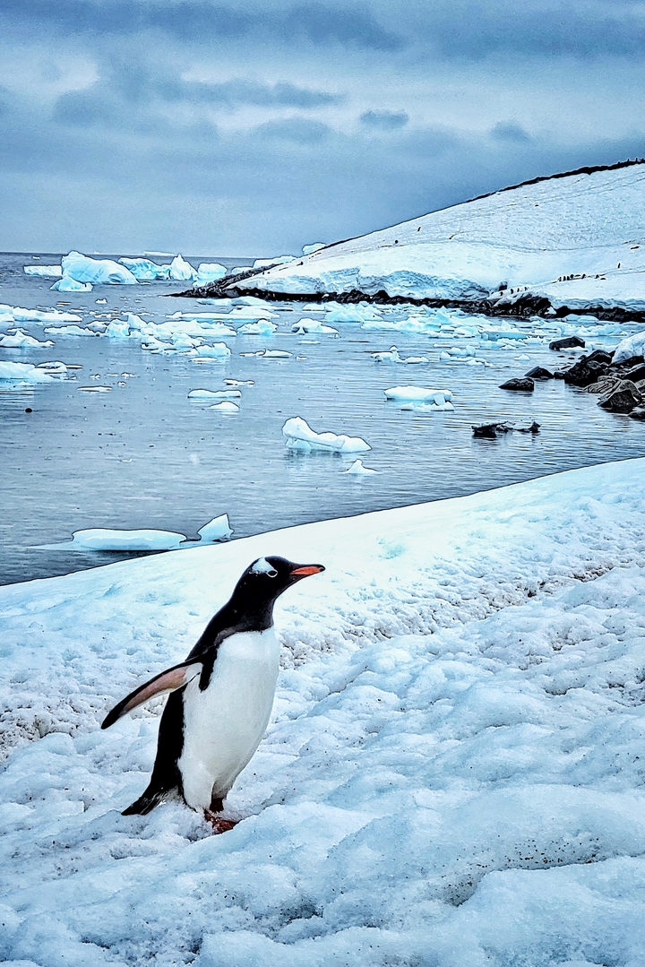 Pingouin près d'un rivage glacé avec des morceaux de glace flottants.