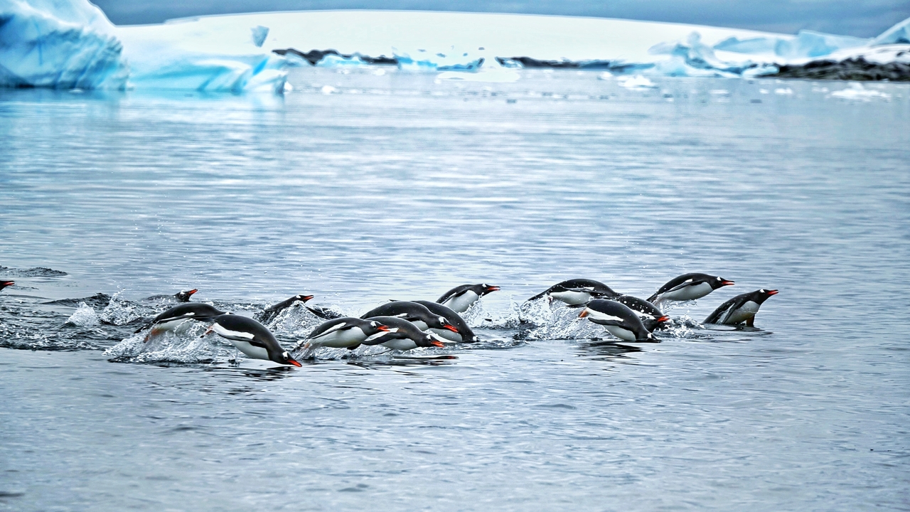 Groupe de manchots plongeant et nageant dans une étendue d'eau froide entourée de glace.