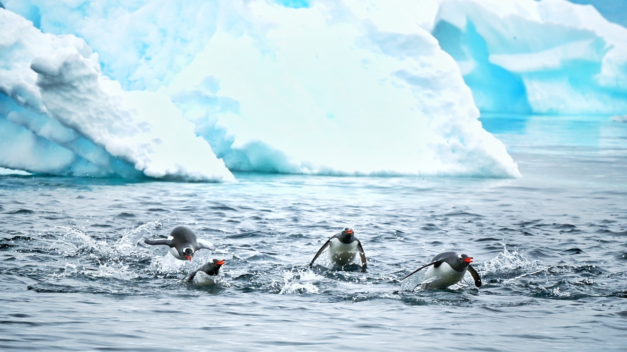 Groupe de manchots nageant énergiquement près d'icebergs.