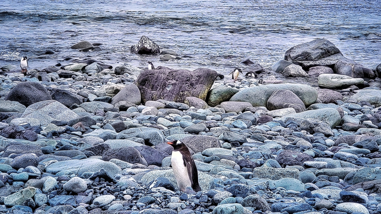Des manchots debout sur un rivage rocheux avec un arrière-plan océanique.