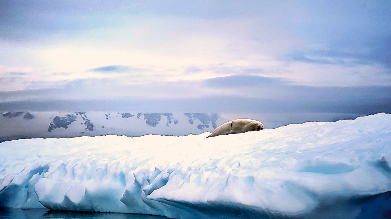 Phoque se reposant sur une vaste étendue de glace sous un ciel couvert.