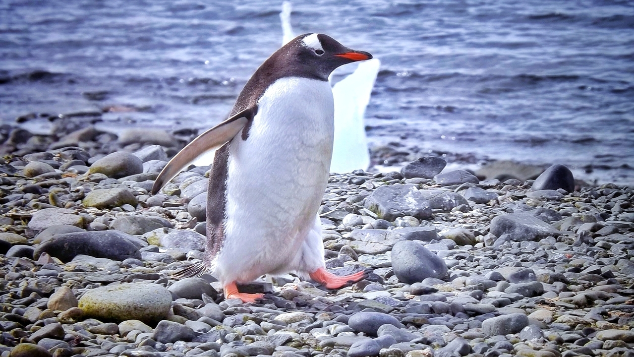 Pingouin marchant sur une plage rocheuse avec des vagues océaniques au loin.