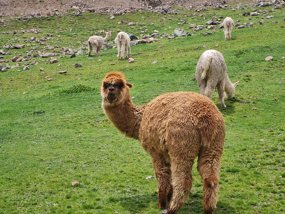 Des lamas paissent dans un pré.