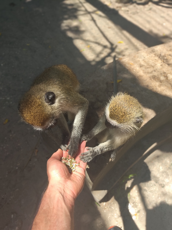 Deux singes mangeant dans une main humaine.