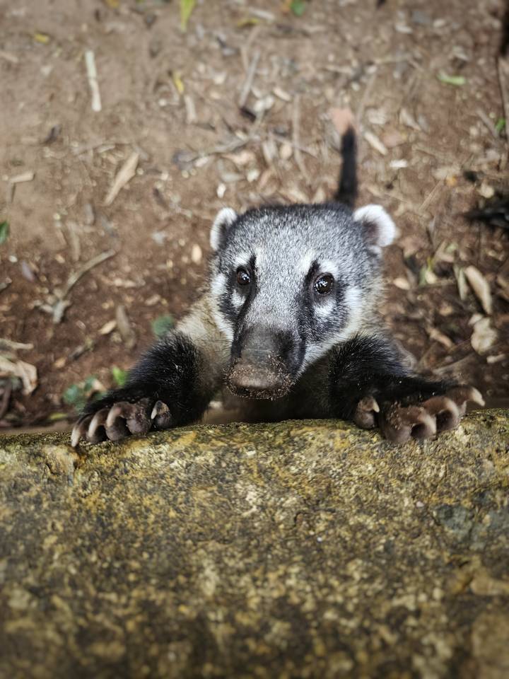 Close-up of a curious animal peering over a ledge.