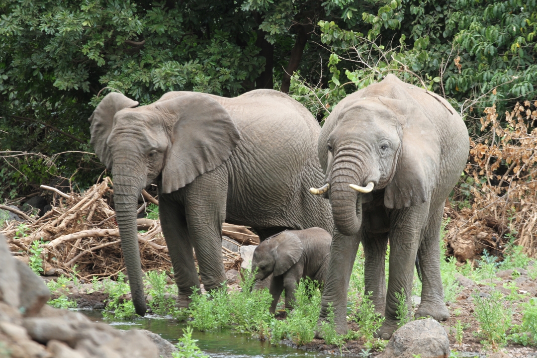 Famille d'éléphants marchant à travers la brousse.