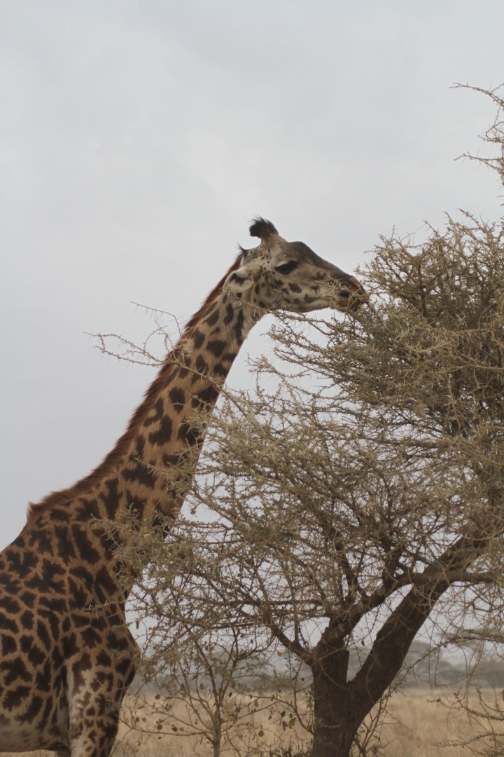 Girafe broutant dans un arbre.