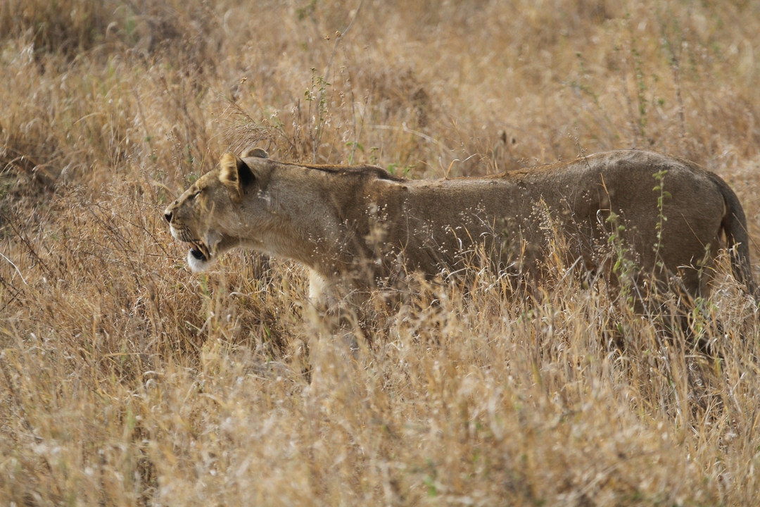 Lionne dans l'herbe sèche.